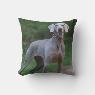 Coussin Chien chiot Weimaraner