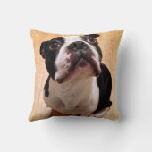 Coussin Chien de Boston Terrier (Verso)