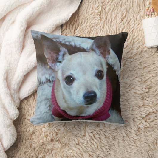 COUSSIN CHIHUAHUA (Couverture)
