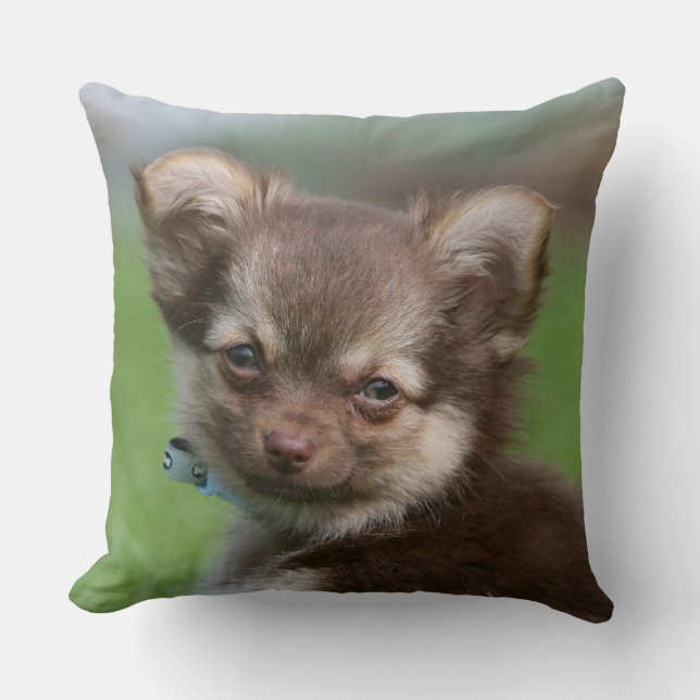 Coussin Chiot à cheveux longs de chiwawa regardant (Recto)