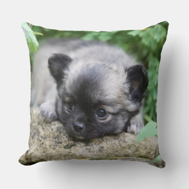 Coussin Chiot aux cheveux longs de chiwawa (Recto)