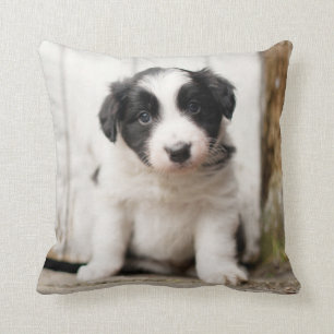 Coussin Chiot de border collie
