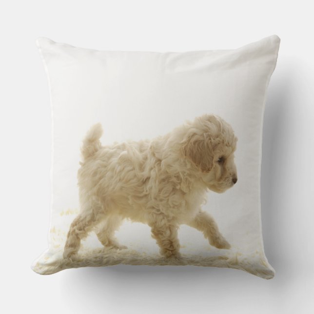 Coussin Chiot de caniche (Recto)
