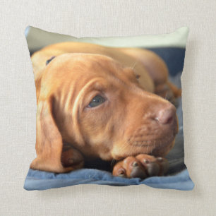 Coussin Chiot de Vizsla se reposant sur sa patte