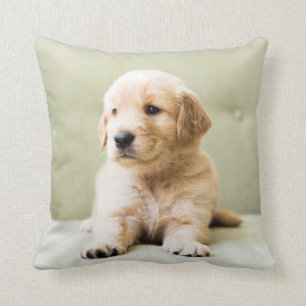 Coussin Chiot d'or sur un canapé