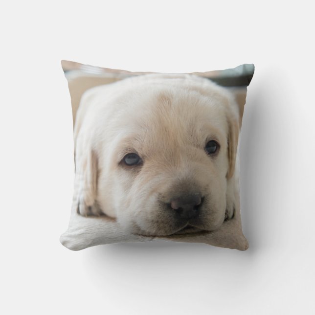 Coussin Chiot doré du Labrador (Recto)