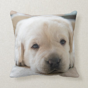 Coussin Chiot doré du Labrador