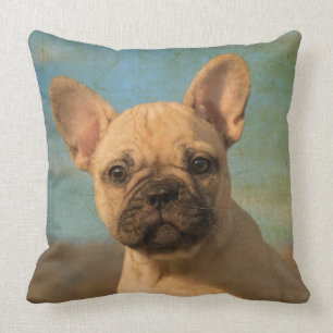 Coussin Chiot mignon de bouledogue français, cru