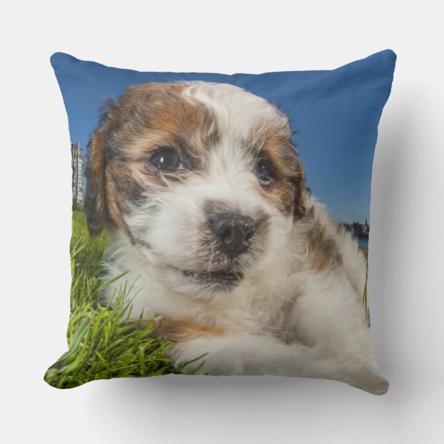 Coussin Chiot mignon (Shitzu) (Recto)