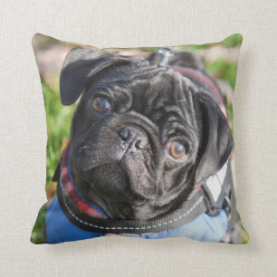 Coussin Chiot noir de carlin utilisant une veste