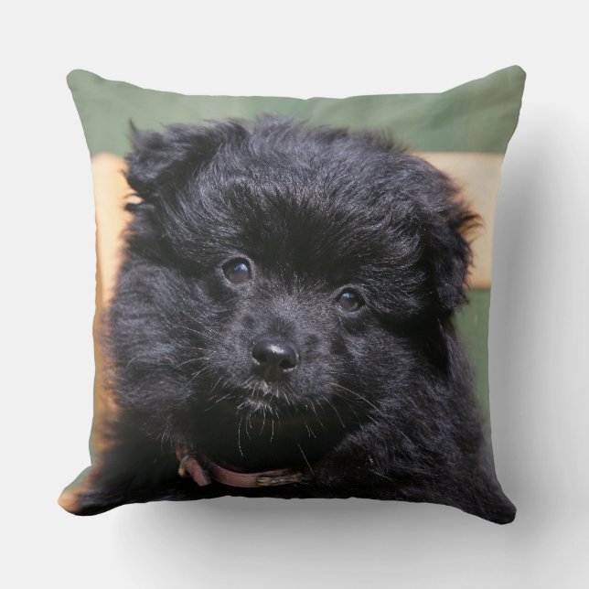 Coussin Chiot noir de Pomeranian (Recto)