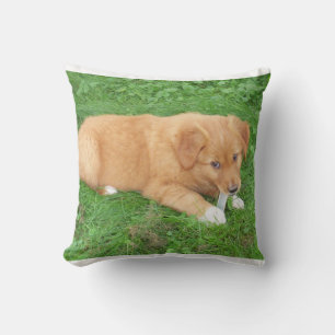 Coussin chiot nova scotia duck tolling retriever