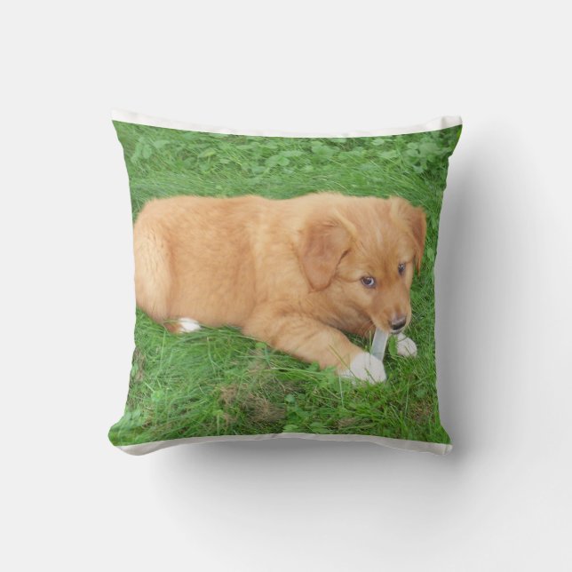 Coussin chiot nova scotia duck tolling retriever (Recto)