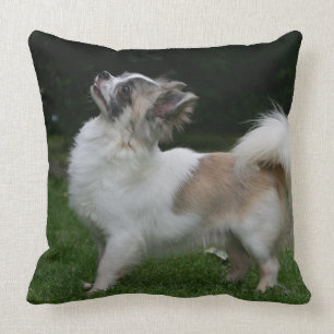 Coussin Chiwawa aux cheveux longs regardant