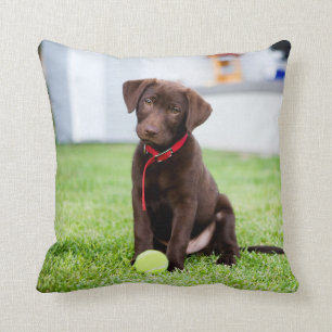 Coussin Chocolat Labrador Puppy Avec Tennis Ball