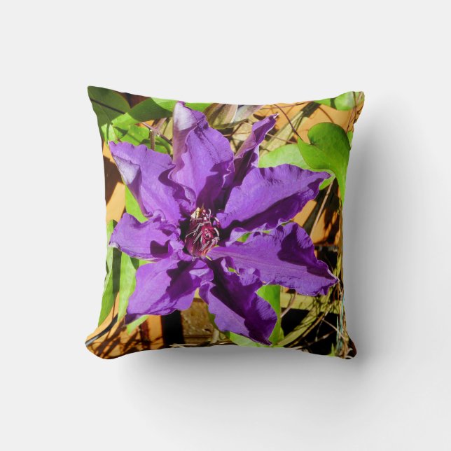 COUSSIN CLEMATIS (Recto)