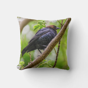 Coussin Colibri à tête Brown