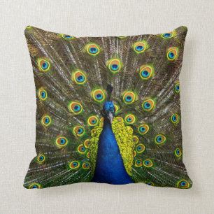 Coussin Colorful peacock