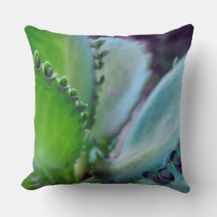 Coussin Couleurs Kalonchoe