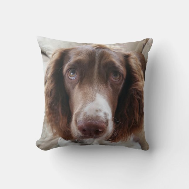 Coussin Coussin/springerface de springer spaniel (Recto)