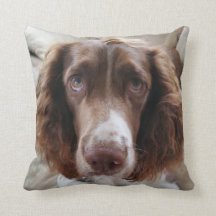 Coussin/springerface de springer spaniel