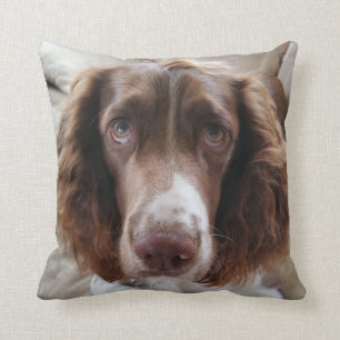 Coussin Coussin/springerface de springer spaniel