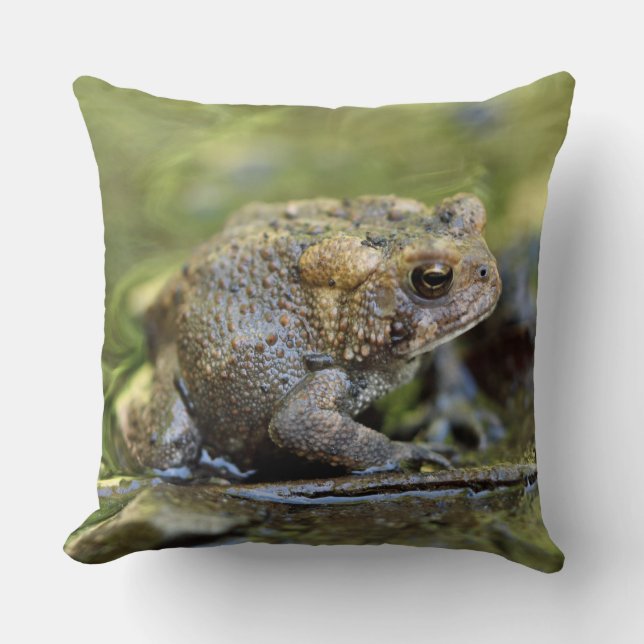 Coussin Crapaud commun (Recto)