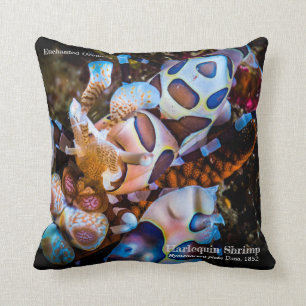 Coussin Crevette de harlequin, picta de Hymenocera,