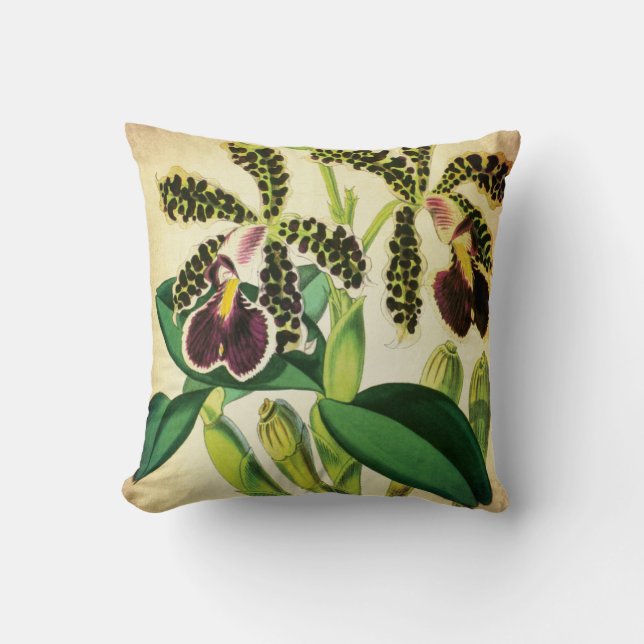 Coussin Cru repéré d'orchidée de Phalaenopsis botanique (Recto)