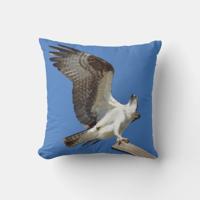 Coussin d'ailes étirées Osprey Hawk (Recto)