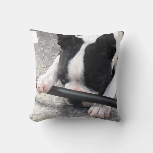 Coussin de Boston Terrier (Recto)