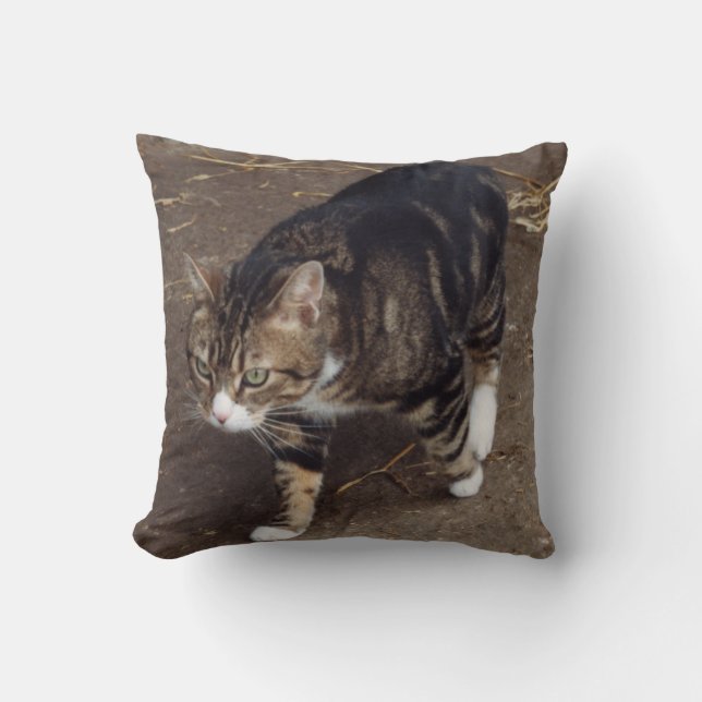 coussin de chat tabby (Recto)