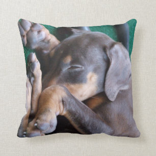 Coussin de chiot de Pinscher de dobermann