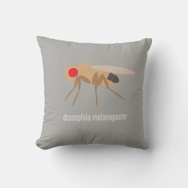 Coussin de drosophile (Recto)