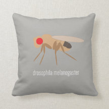 Coussin de drosophile