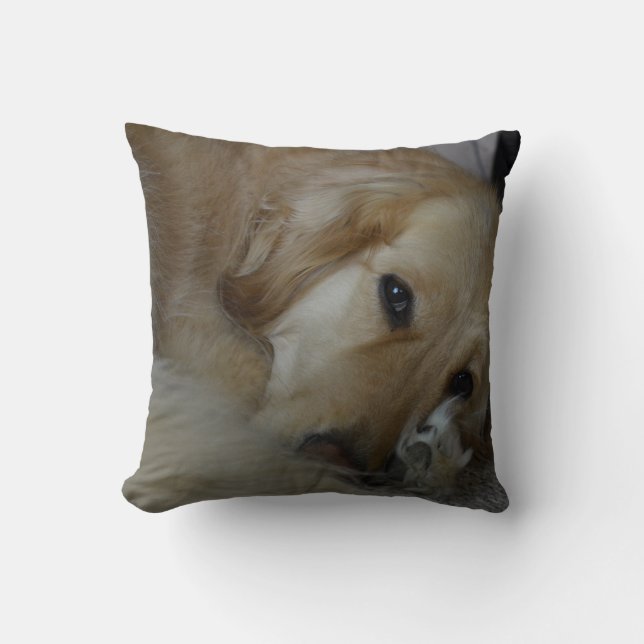 Coussin de golden retriever (Recto)