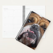 Coussin de jet de Bouledogue Anglais (Devant avec enveloppe)
