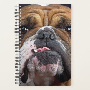 Coussin de jet de Bouledogue Anglais