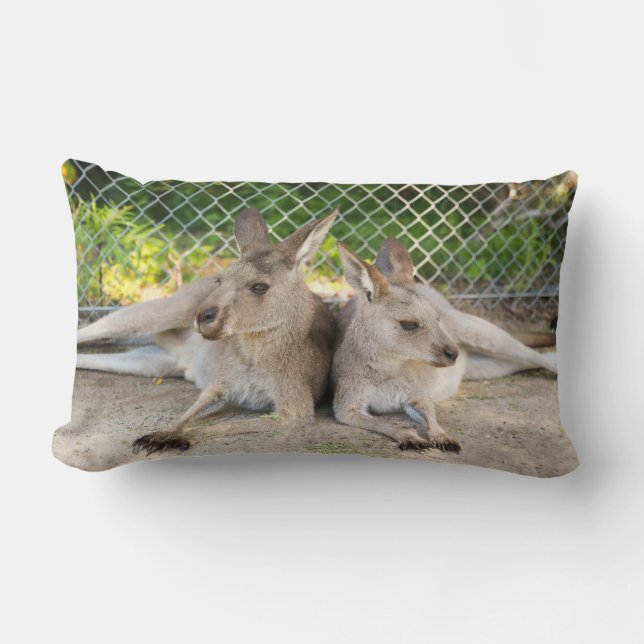 Coussin de kangourou (Recto)