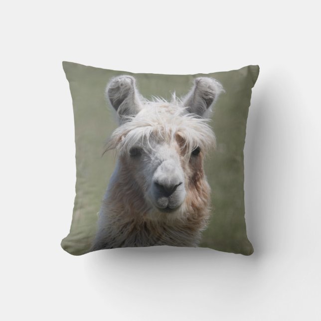 Coussin de lama (Recto)