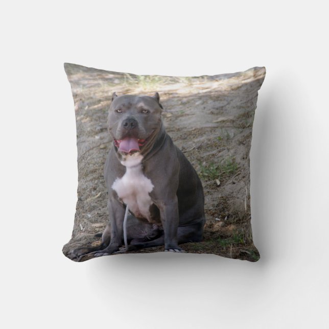 Coussin de pitbull (Recto)