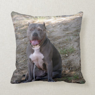 Coussin de pitbull
