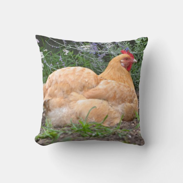 Coussin de poulet d'Orpington (Recto)