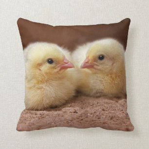 Coussin de poussins
