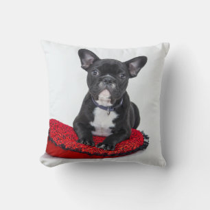 Coussin de taureau français