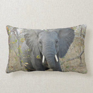 Coussin d'éléphant africain