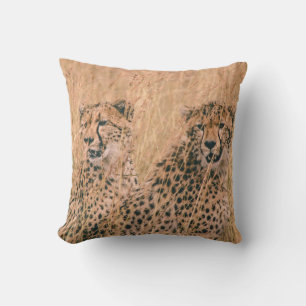 COUSSIN DEUX CHEETAH S'ASSEOIR SUR LE CHAMP LE JOUR