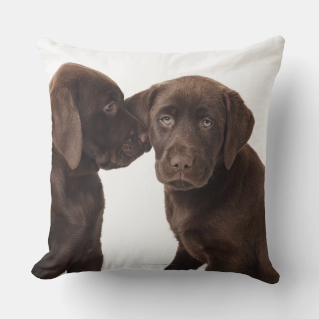 Coussin Deux chiots de labrador retriever de chocolat (Recto)