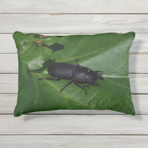 Coussin D'extérieur Dorcus parallelipipedus, le moindre dendroctone du