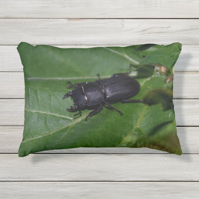 Coussin D'extérieur Dorcus parallelipipedus, le moindre dendroctone du (Devant)